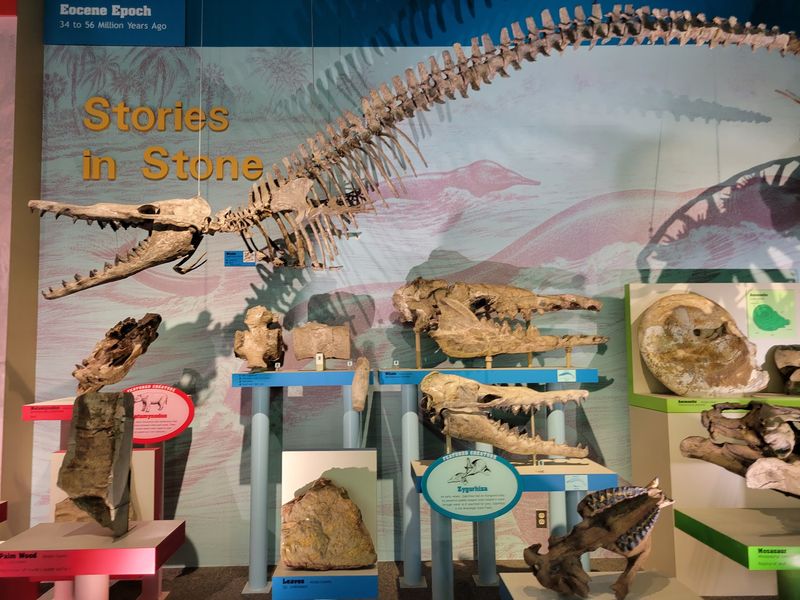 Mississippi's Official State Fossils