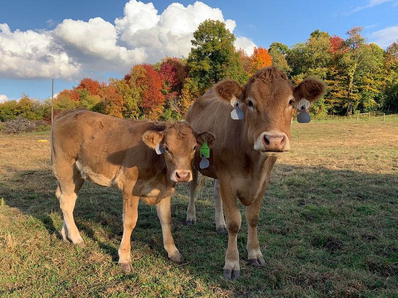 Easton Station Farms