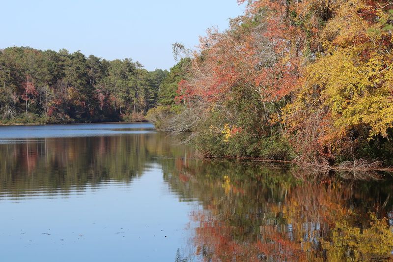 Grab A Paddle And See The Leaves From The Water
