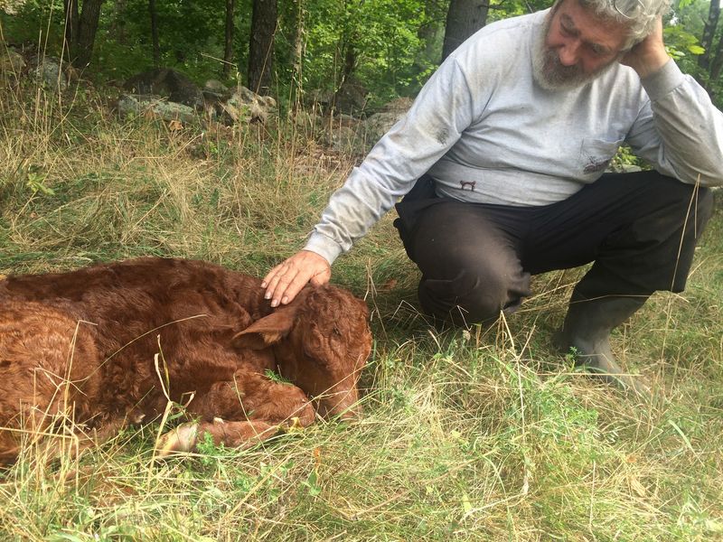 Yes, Patting The Cows Is Actually On The Menu