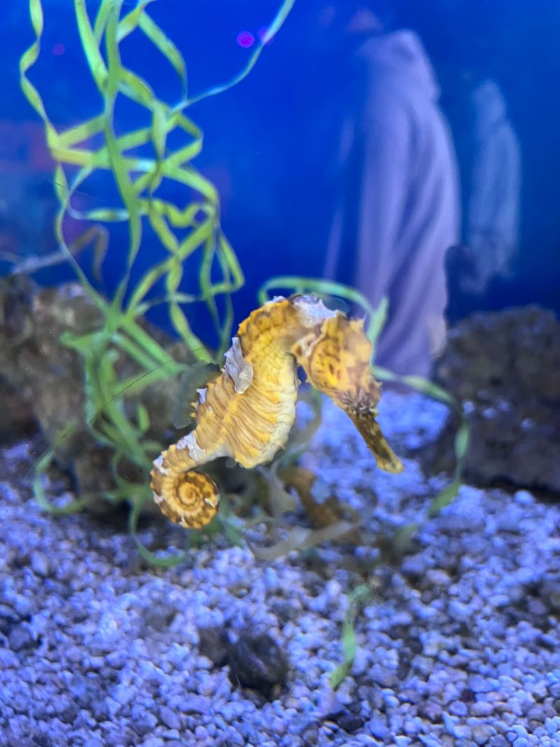 Seadragons Steal The Show In One Of The Biggest Habitats Anywhere