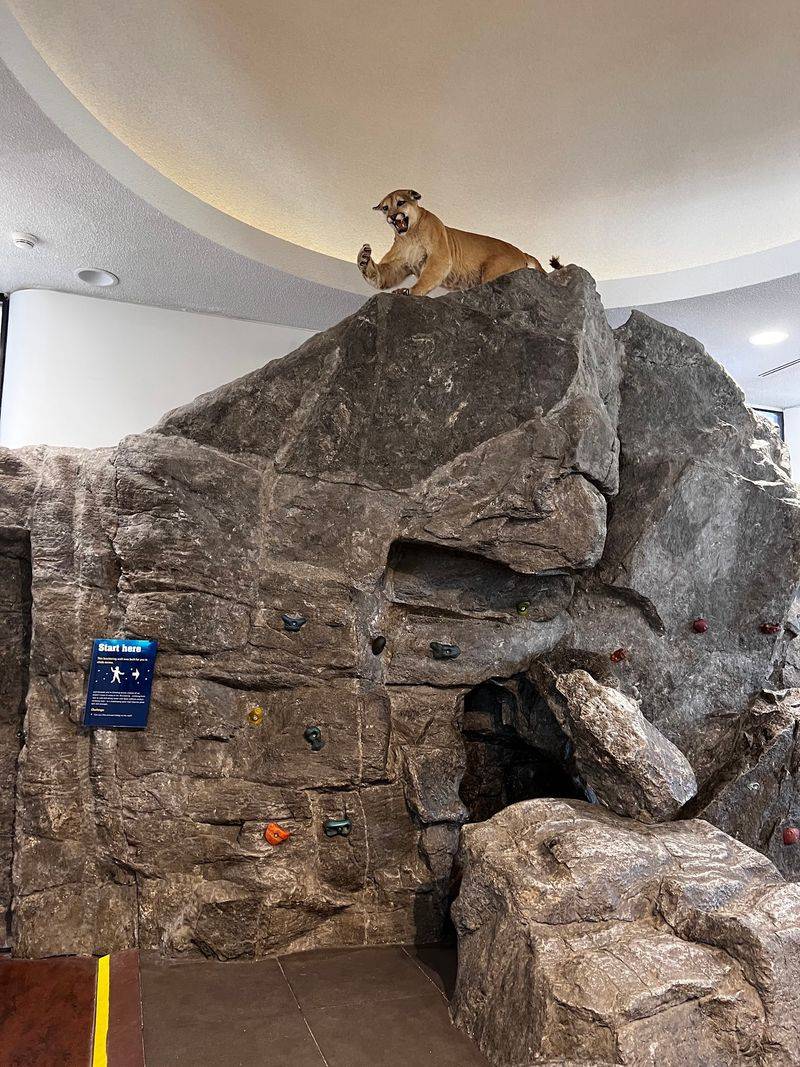 Two Mountain Lions Rule A Habitat That Once Belonged To Polar Bears