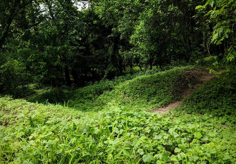 Volunteers Keep This Dirt In Remarkable Shape