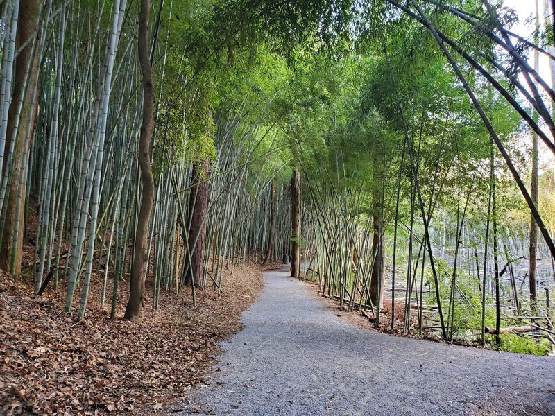 Stroll A Creek Trail Lined With Community-Decorated Trees