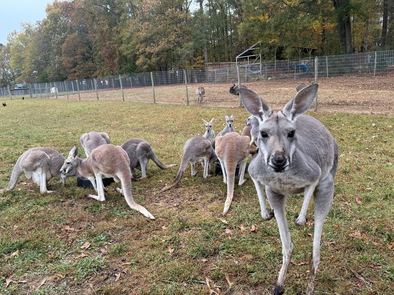 Kangaroos And Zebras Share The Same Country Road