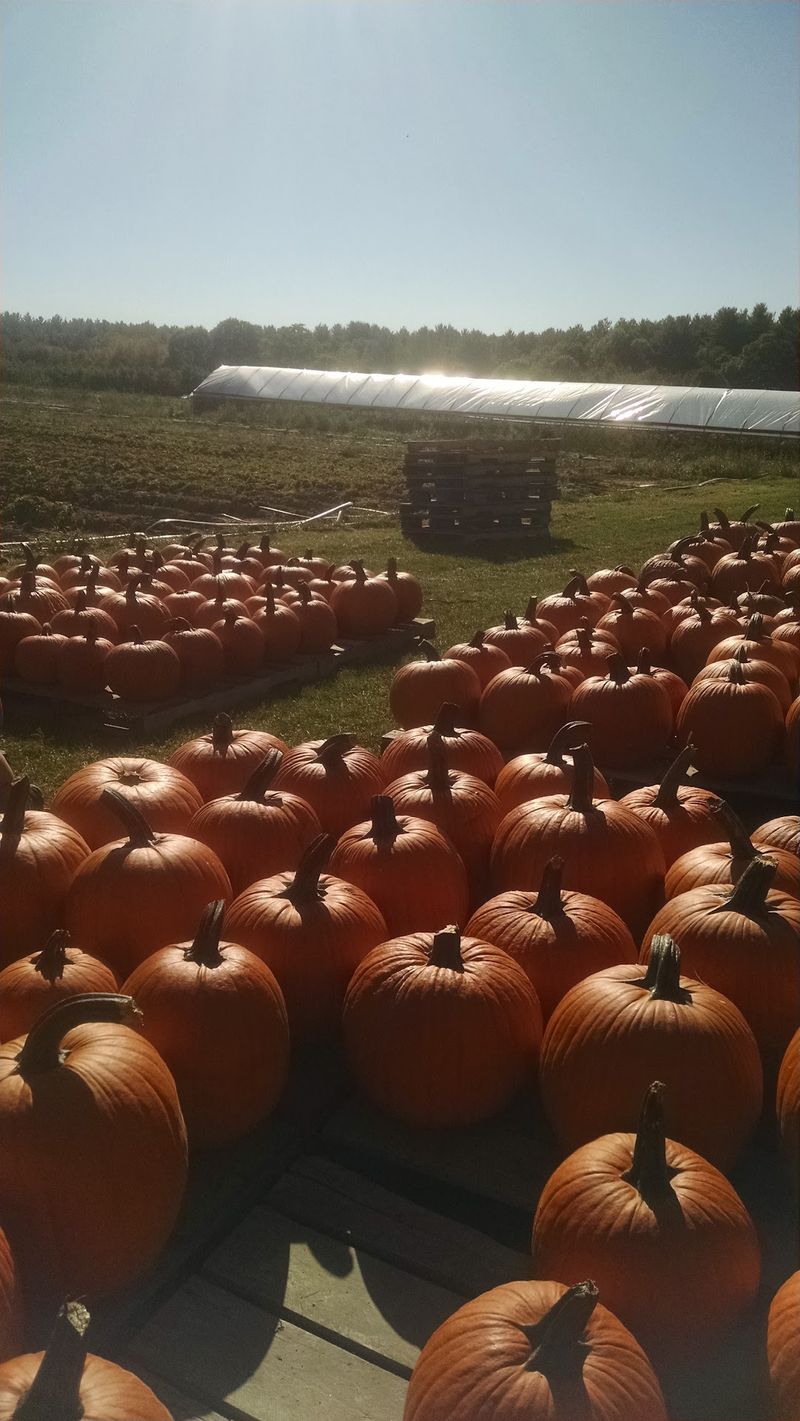 Fall Brings Cider, Pumpkins, And Plenty Of Apples