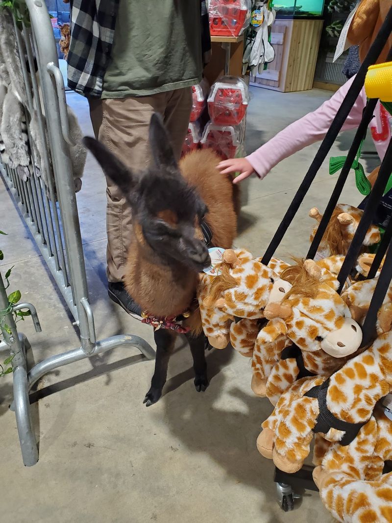Giraffe Moments Worth The Wait
