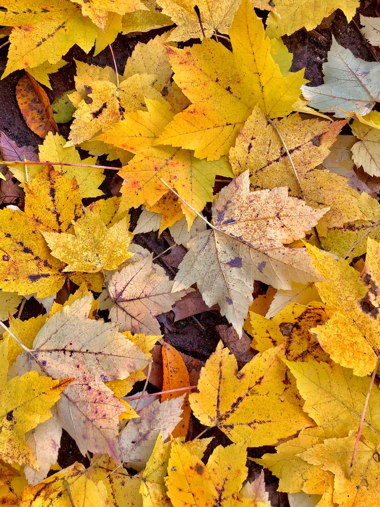 Beautiful display of colorful autumn leaves scattered on the ground, capturing the essence of fall.