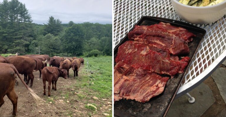 This Little Massachusetts Farm Sells Grass-Fed Beef That Locals Say Is Worth Every Penny