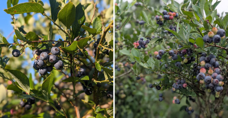 Bring A Bucket To This Quiet Mississippi Blueberry Farm Where Friendly Dogs Greet You In The Rows