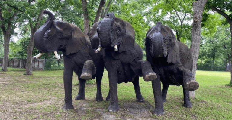 This Texas Elephant Sanctuary Lets You Get Surprisingly Close To Rescued Giants