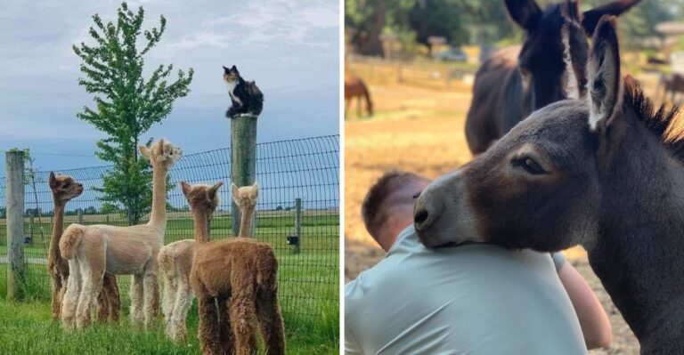 This Washington Animal Sanctuary Lets You Meet Rescued Cows And Pigs For A Gentle Fall Escape