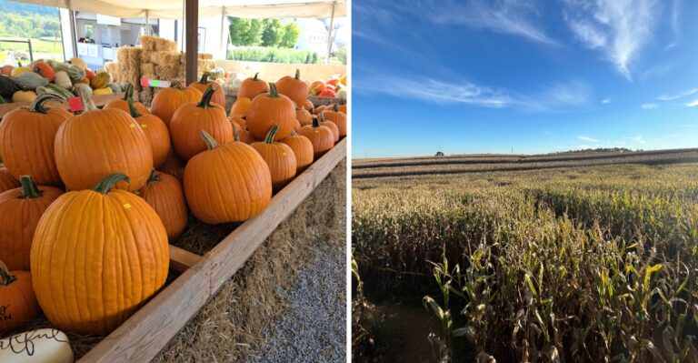 9 Pennsylvania Farms Still Serving Up Pumpkins, Corn Mazes, And Hayrides On Halloween Weekend