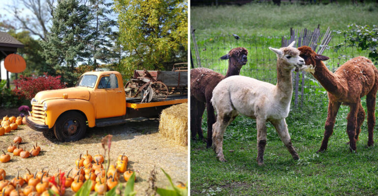 The 7 New York Farms And Animal Sanctuaries Where You Can Visit The Animals Without Paying Admission