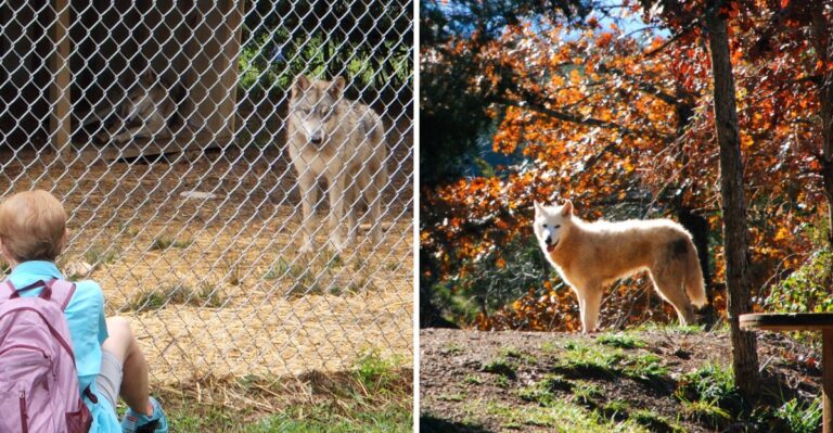 This Little-Known East Tennessee Animal Sanctuary Gives Rescued Wolfdogs A Safe Home In The Mountains