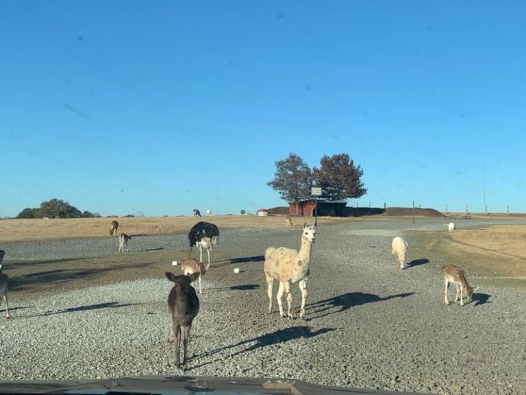This Mississippi Drive-Through Safari Park Feels Less Like A Day Out And More Like A Wildlife Expedition