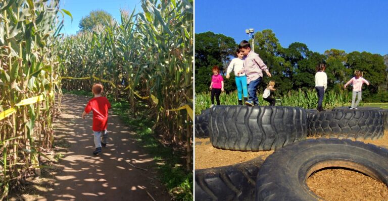 Georgia’s Massive Corn Maze Is One Of The Best Budget-Friendly Family Trips This Fall