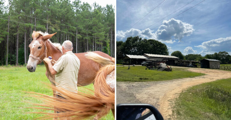 Horse-Crazy Kids Will Love This Quiet Florence, Mississippi Barn Where Road-Weary Horses Rest For The Night