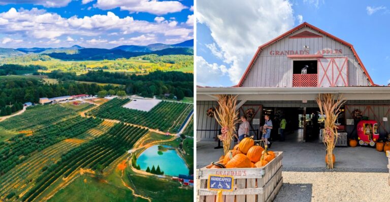 We Ranked 9 North Carolina Apple Cider Donut Spots From Good To Absolutely Worth The Drive
