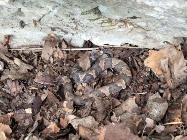 This Illinois Road Has So Many Snakes It Closes To Cars Every Spring And Fall