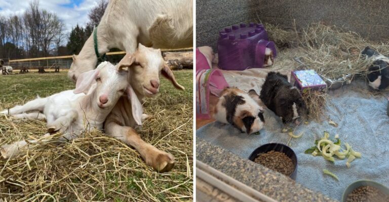The Massachusetts Animal Sanctuaries And Rescue Centers Where You Can Spend Time With Rescued Animals
