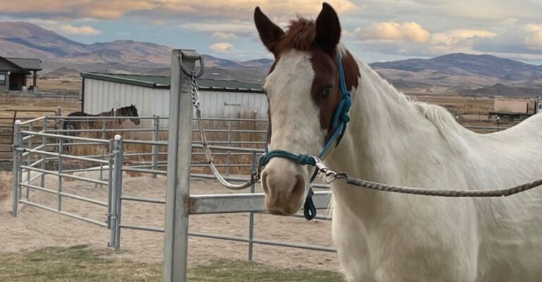 This Nevada Stable Lets Kids As Young As Four Guide A Horse Through An Obstacle Course