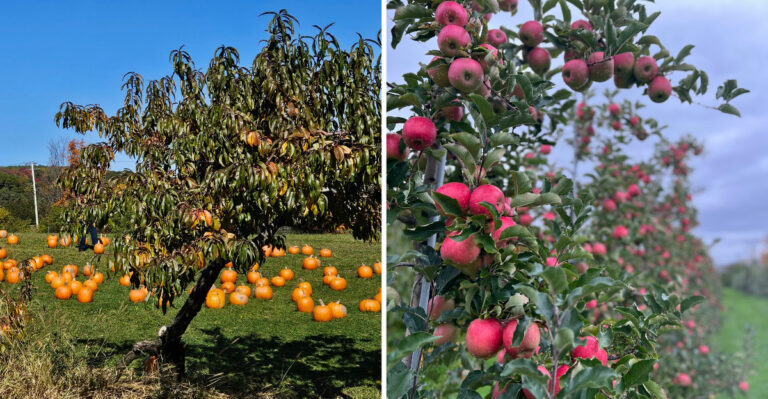 The Upstate New York Orchard Where Fresh Apple Turnovers Are Worth The Fall Drive