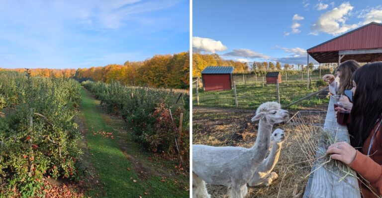 This Michigan Apple Orchard Was Named One Of The Best In America