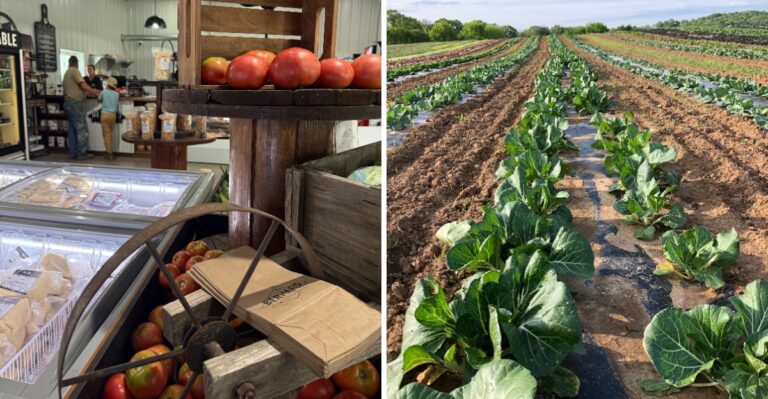8 Tennessee Farms Where Shoppers Stock Up On Fresh Food Straight From The Source