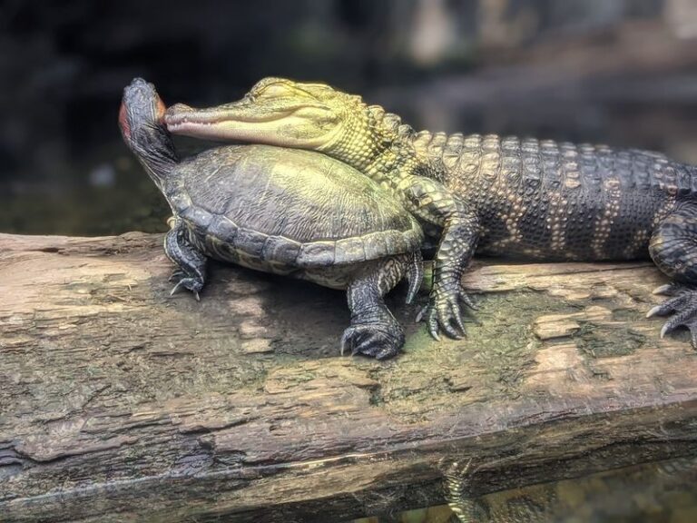 This Mississippi Museum Hides A Swamp Full Of Alligators And A Wall Of Prehistoric Whale Bones Inside A Jackson State Park
