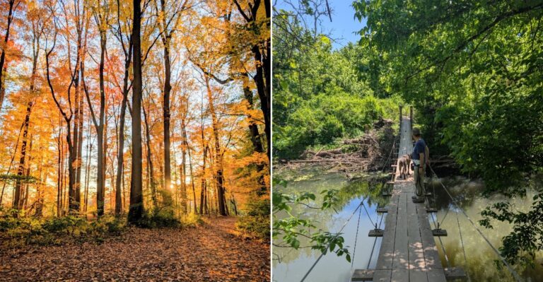 This 2.5-Mile New Jersey Trail Leads To A Swinging Suspension Bridge In The Woods