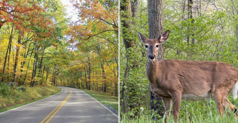 Virginia’s Gorgeous Mountain Drive Is Worth A Fall Road Trip For Its Brilliant October Colors