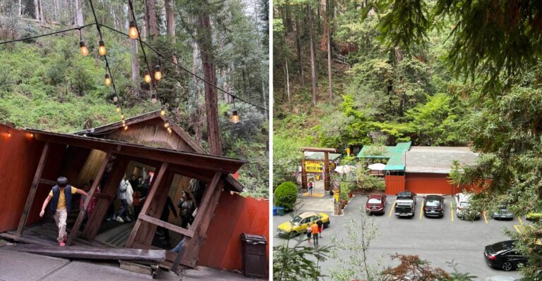 Gravity Seems To Break All The Rules Inside A Redwood Forest In California
