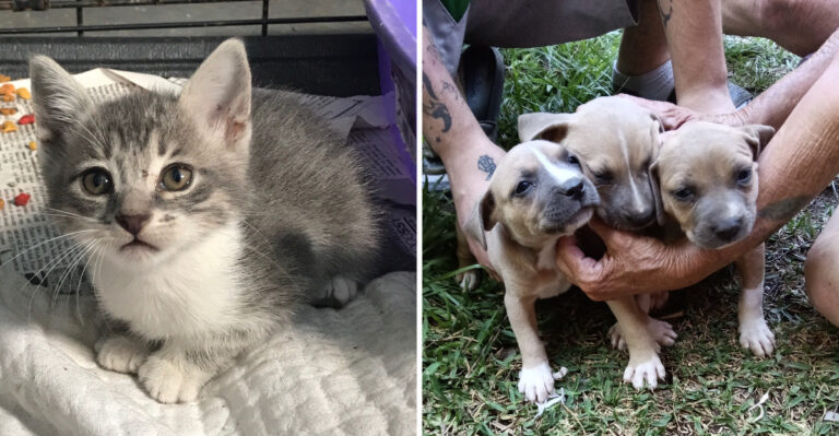 This Mississippi Animal Rescue Gives Cats A Screened Outdoor Play Space And A Second Chance At Home