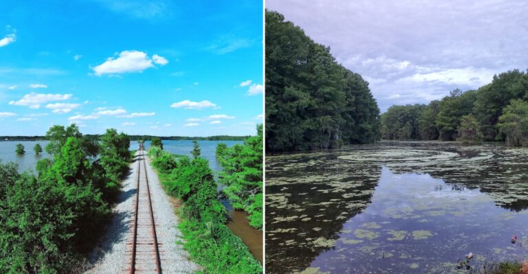 Georgia’s Snake-Filled Lake Has Become A Fascinating Destination For Curious Nature Lovers