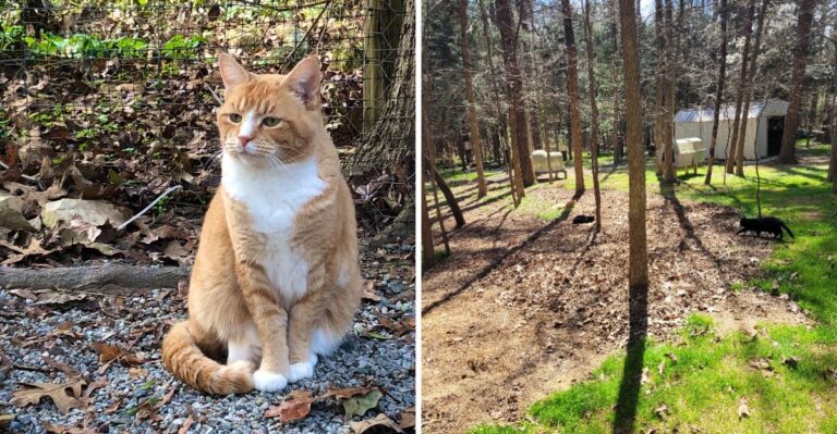 This North Carolina Cat Sanctuary Lets Rescued Cats Roam Free And Live The Lives They Deserve