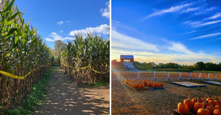 9 Georgia Pumpkin Patches And Corn Mazes Still Open Before Halloween