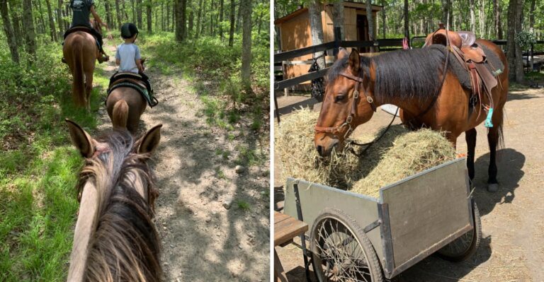 This Cape Cod, Massachusetts Farm Lets You Groom Your Own Horse Before Riding Through The Woods