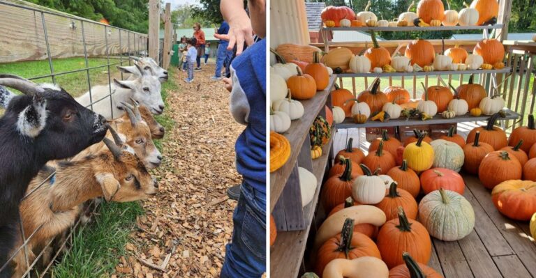 This Popular Maryland Fall Festival Brings Pumpkin Patches And Family Fun Through Early November