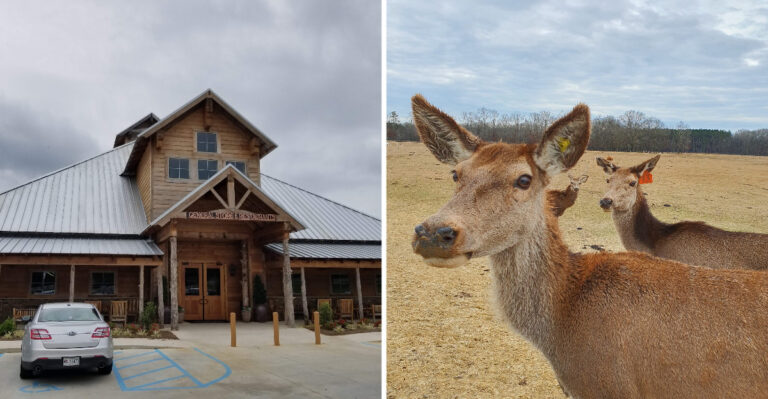 This Affordable Mississippi Drive-Thru Safari Starts With An Ostrich At The Gate And Zebras At Your Window