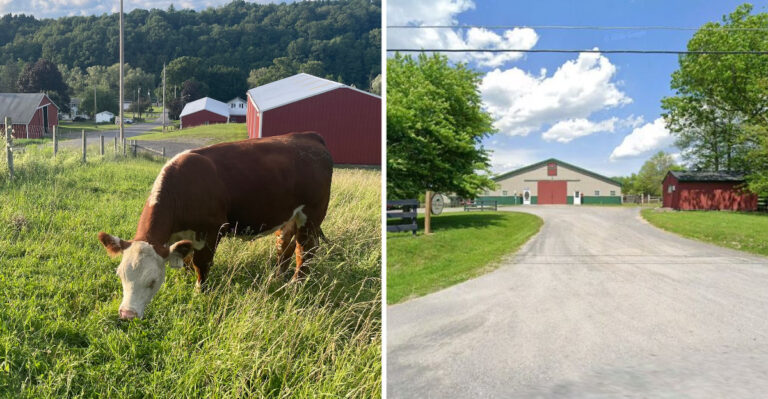 The 9 New York Farms Where You Can Buy Beef Straight From The Cattle They Raise
