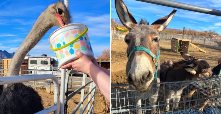 This Nevada Farm And Petting Zoo Lets You Get Up Close With More Than 100 Friendly Animals