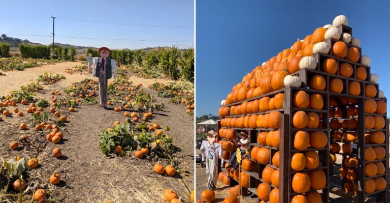 California’s Most Crowded Pumpkin Patch Is A Hidden Gem That Fall-Loving Families Still Visit