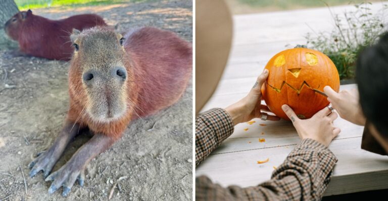 This North Carolina Animal Sanctuary Lets You Hang Out With Capybaras And Carve Pumpkins Together