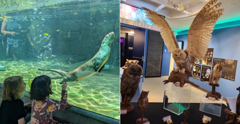 You’ll Find Owls, Mountain Lions And Otters Just Feet Away At This Unique Massachusetts Destination