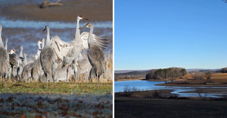 This Tennessee Wildlife Refuge Draws Thousands Of Sandhill Cranes Every Winter