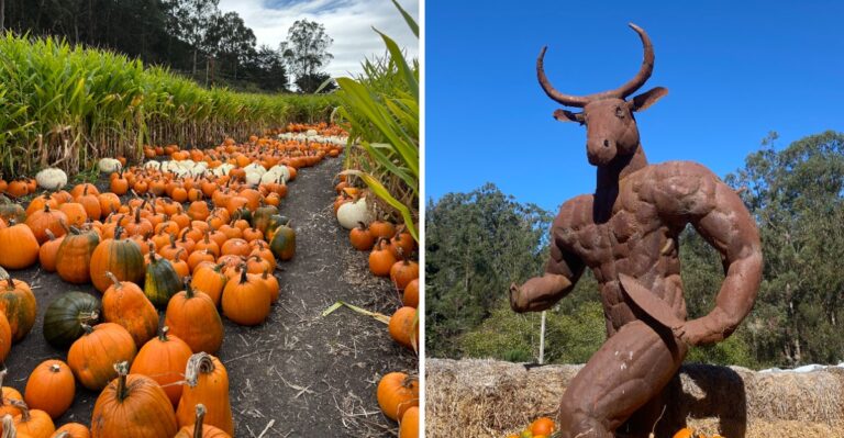 Families Drive Hours Just To Get Lost In A Legendary Hay Maze On The California Coast