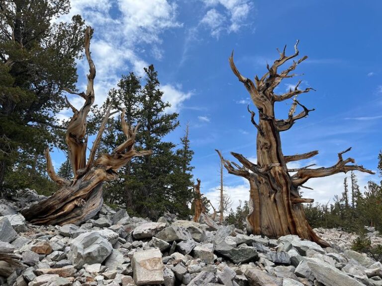 Walk Among Thousands-of-Years-Old Bristlecone Pines on This Great Basin National Park Trail In Nevada