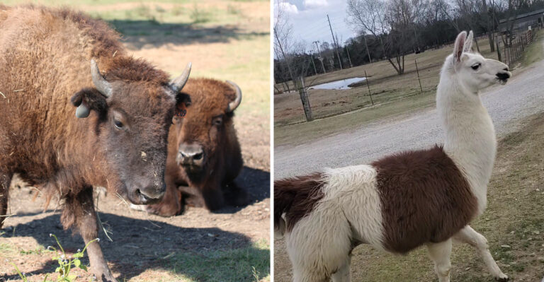 Mississippi Has A Drive-Through Safari Park Where Kids Feed Giraffes And Watch Buffalo Roam Up Close