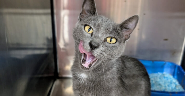 These 5 Mississippi Shelters Are Full Of Rescued Cats Waiting For Your Family To Visit